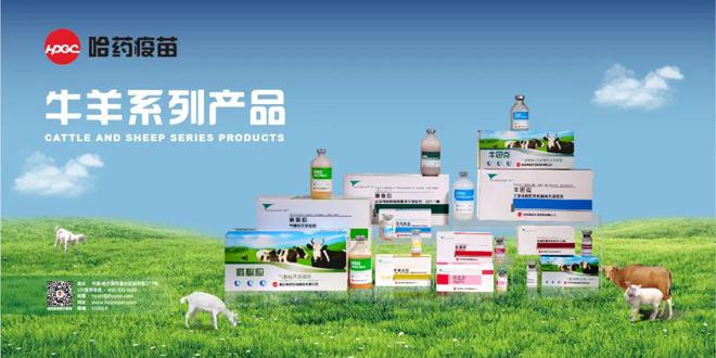 共筑羊业发展新篇章!