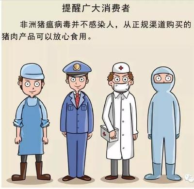 不传染人!高温可灭杀!非洲猪瘟防控知识