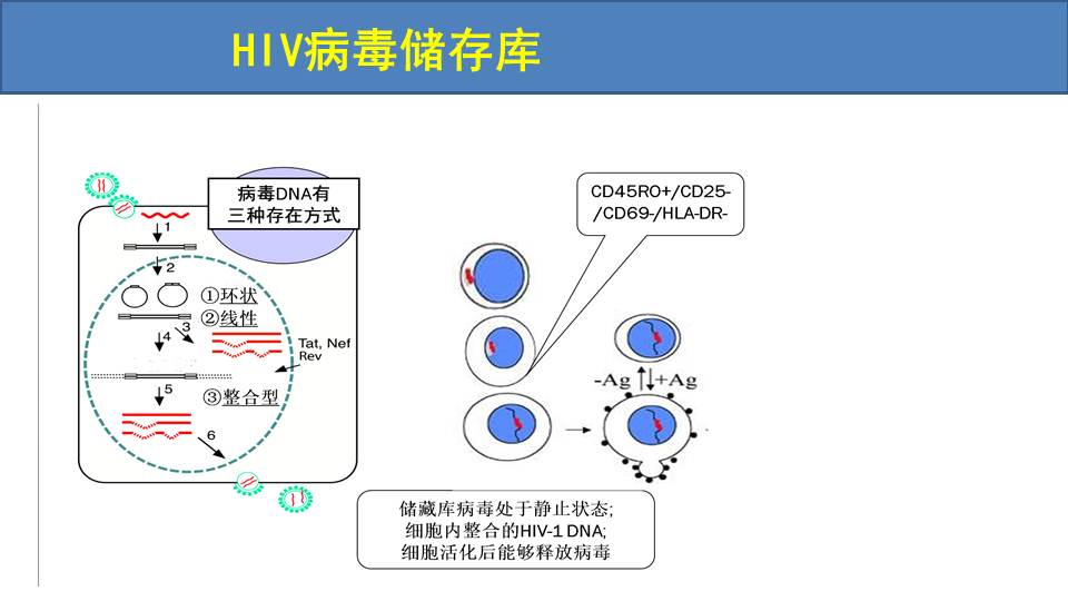 艾滋病临床诊治新进展 HIV病原学与流行病学分析